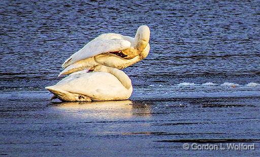 Two Swans On Ice_DSCF5846.jpg - Trumpeter Swans (Cygnus buccinator) photographed along the Rideau Canal Waterway at Smiths Falls, Ontario, Canada.